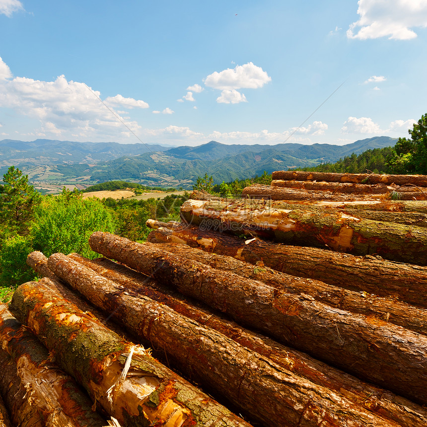 在意大利阿尔卑斯山背景的一块平地上坠落的锯木林图片