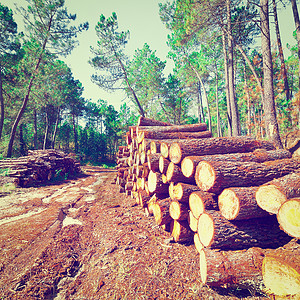 葡萄牙森林的伐木Instagram效应图片