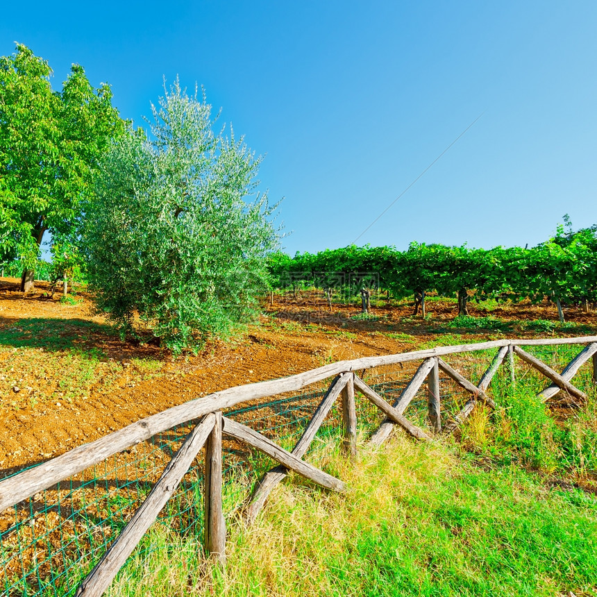 意大利木栅栏后的藤园和奥利芙格罗夫图片