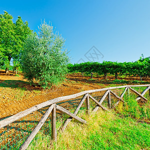 意大利木栅栏后的藤园和奥利芙格罗夫图片
