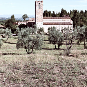 意大利OliveGrove中间的教堂图片