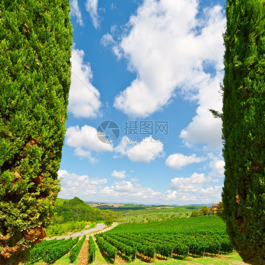托斯卡纳山有葡萄园和Cypresses图片