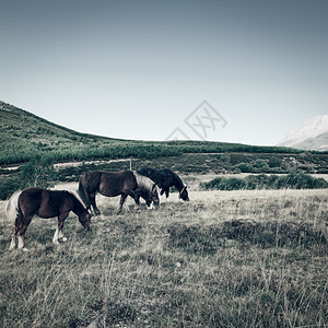 在西班牙欧洲山峰草地上放牧的马匹图片