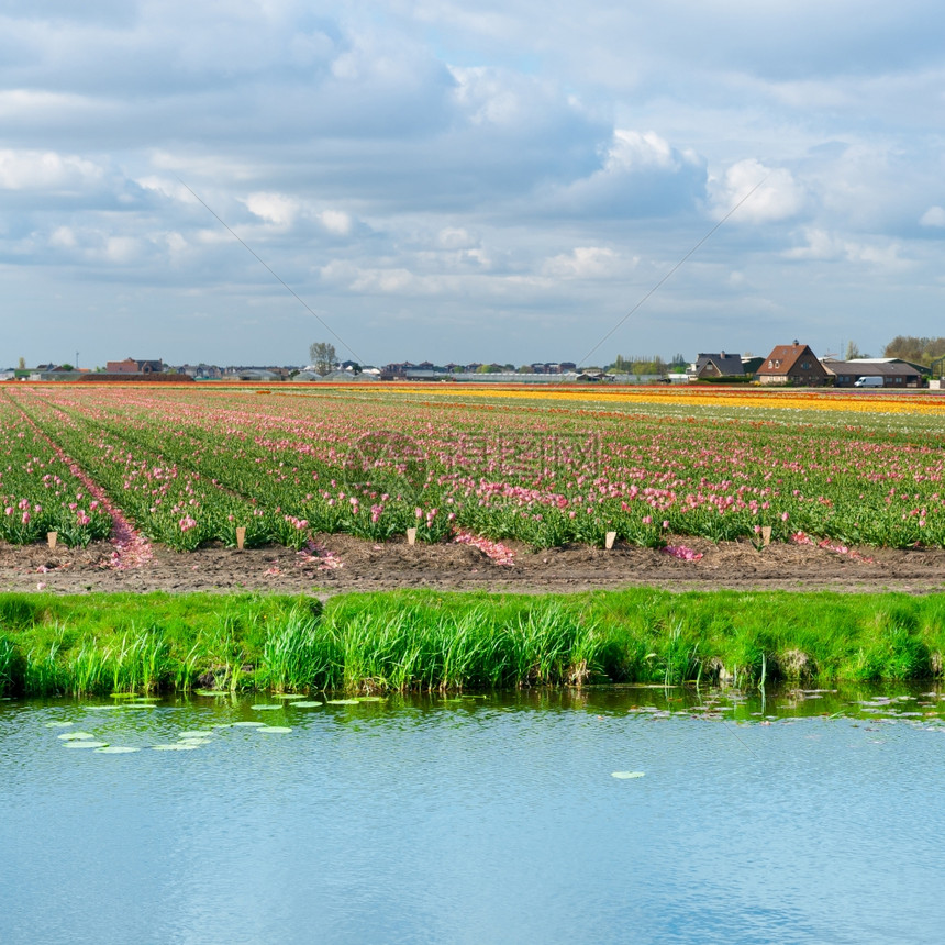 荷兰图利普田间灌溉运河图片
