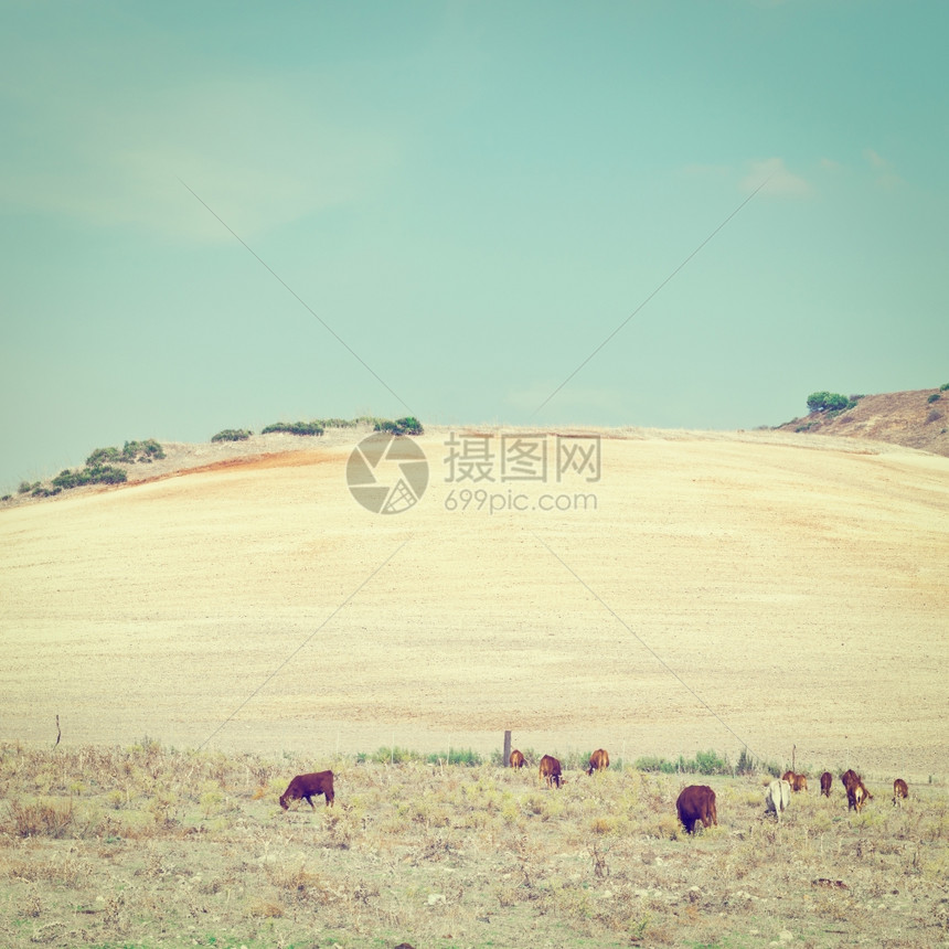 在西班牙播种场背景上与牧牛一起在播种场上撒草Instagram效应图片