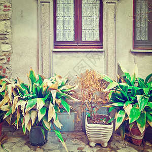 以鲜花装饰的意大利屋面窗口Instagram效果图片