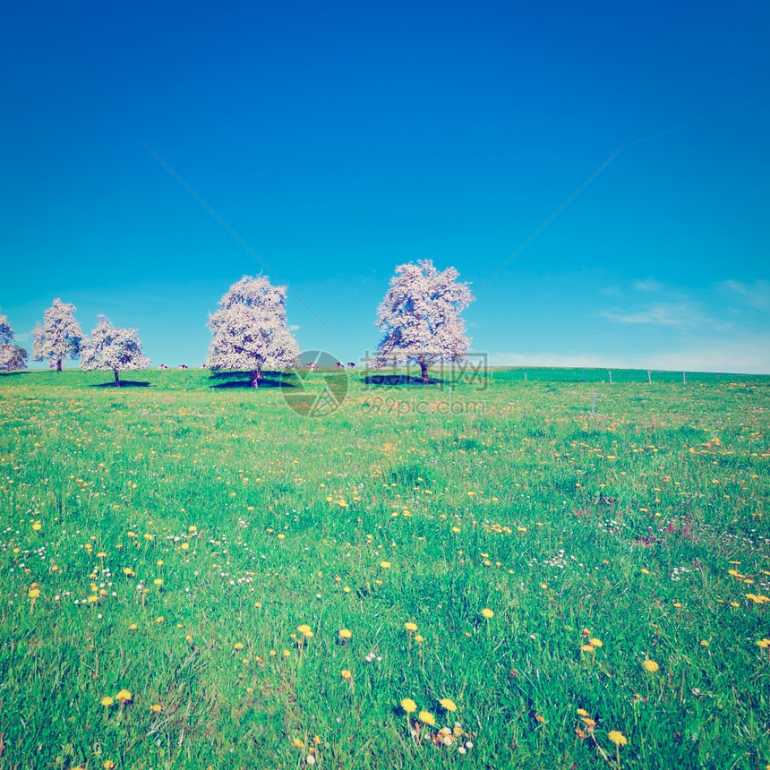 牧牛和鲜花树环绕在瑞士的挤压草地周围Instagram效应图片