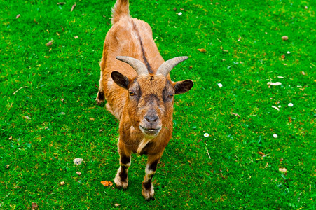 比利时绿草牧羊图片