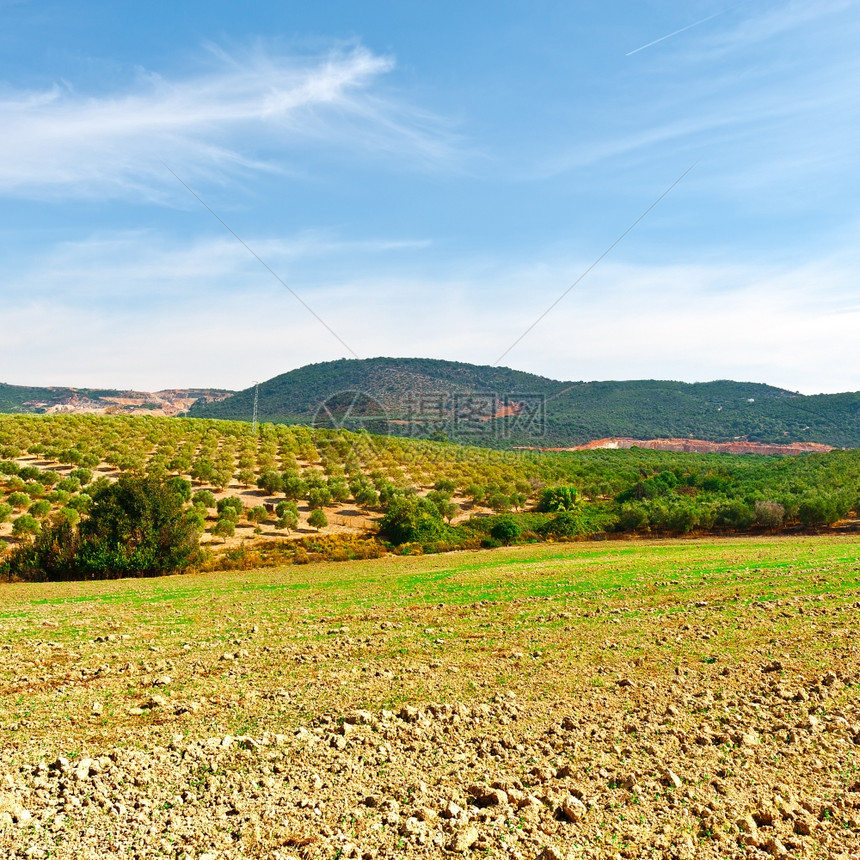 OliveGrove在西班牙坎塔布里亚山图片