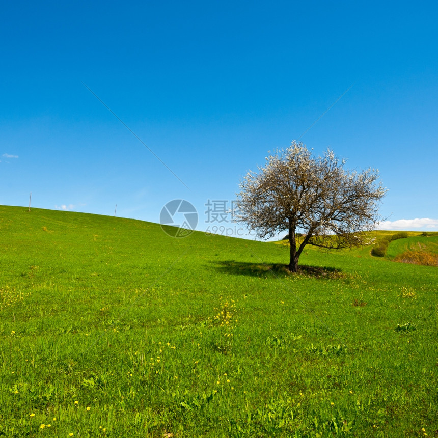 由托斯卡尼山坡草地环绕的鲜花树图片
