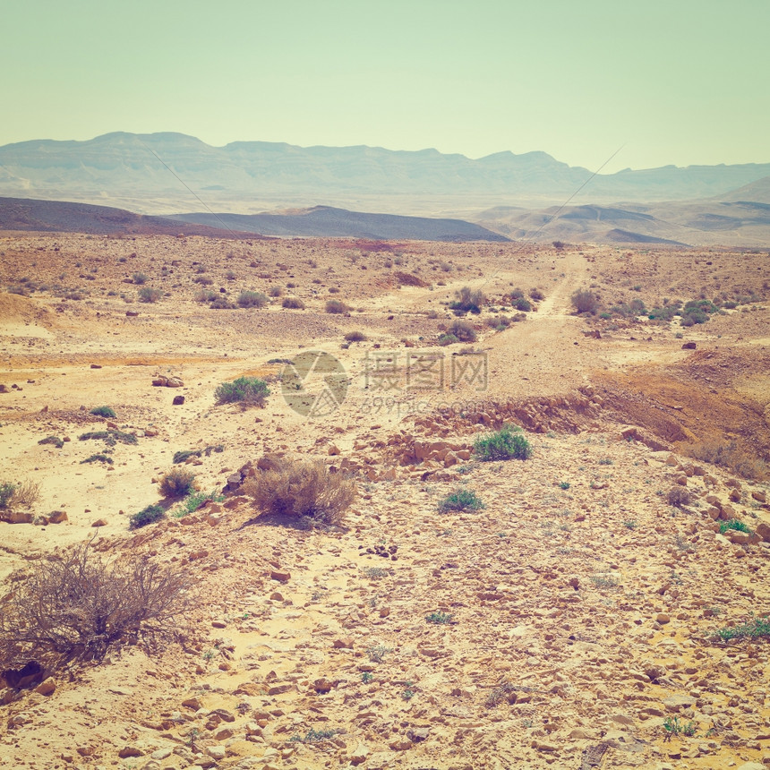 以色列Negev沙漠的大爪鼠Instagram效应图片