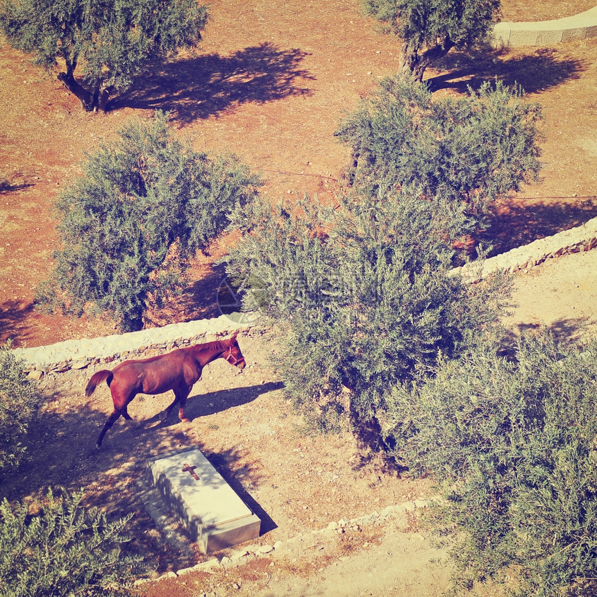 马在耶路撒冷基德伦谷的间放牧Instagram效应图片