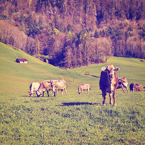 瑞士绿草牧牛Instagram效应图片
