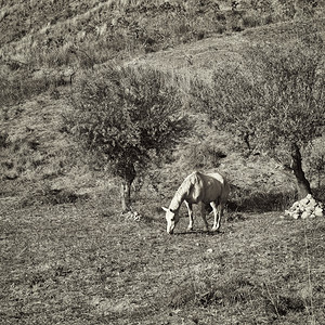 在意大利西里斯山上的橄榄树下放牧马Retro图像过滤样式图片