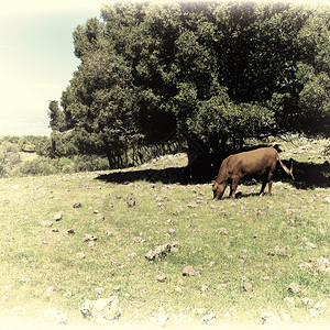 以色列戈兰高地的奶牛放牧图片