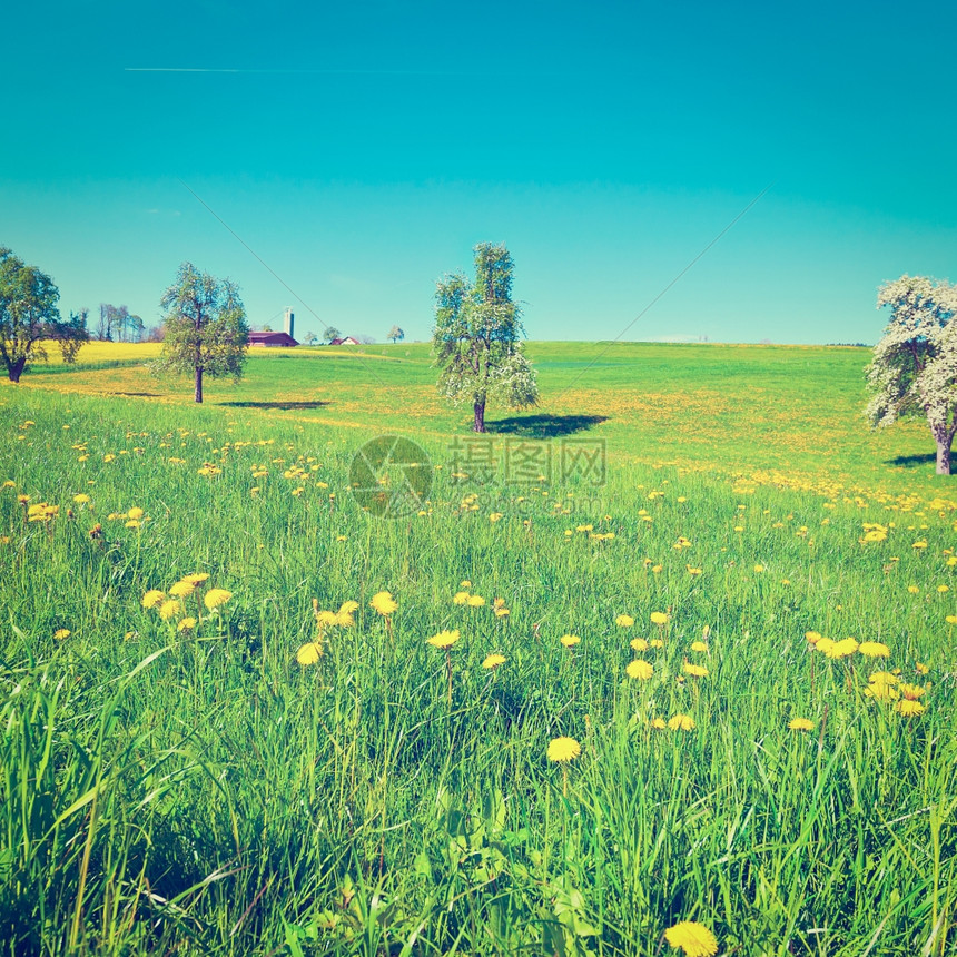 环绕在瑞士斯洛平草地周围的鲜花树木Instagram效应图片