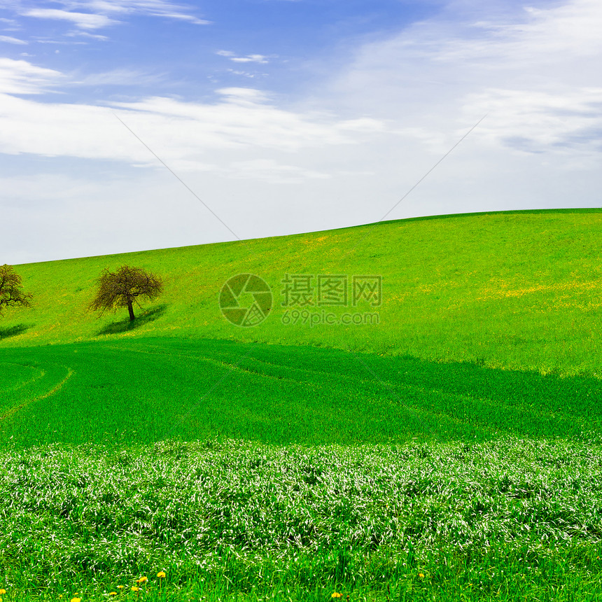 环绕着瑞士斯隆草地环绕的鲜花树木图片