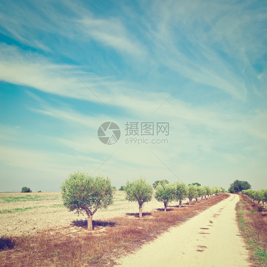 西班牙耕地间的橄榄巷Instagram效果图片
