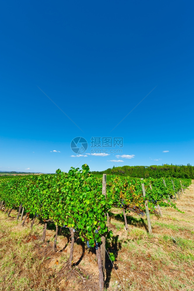 基安提州Toscany山和葡萄园图片