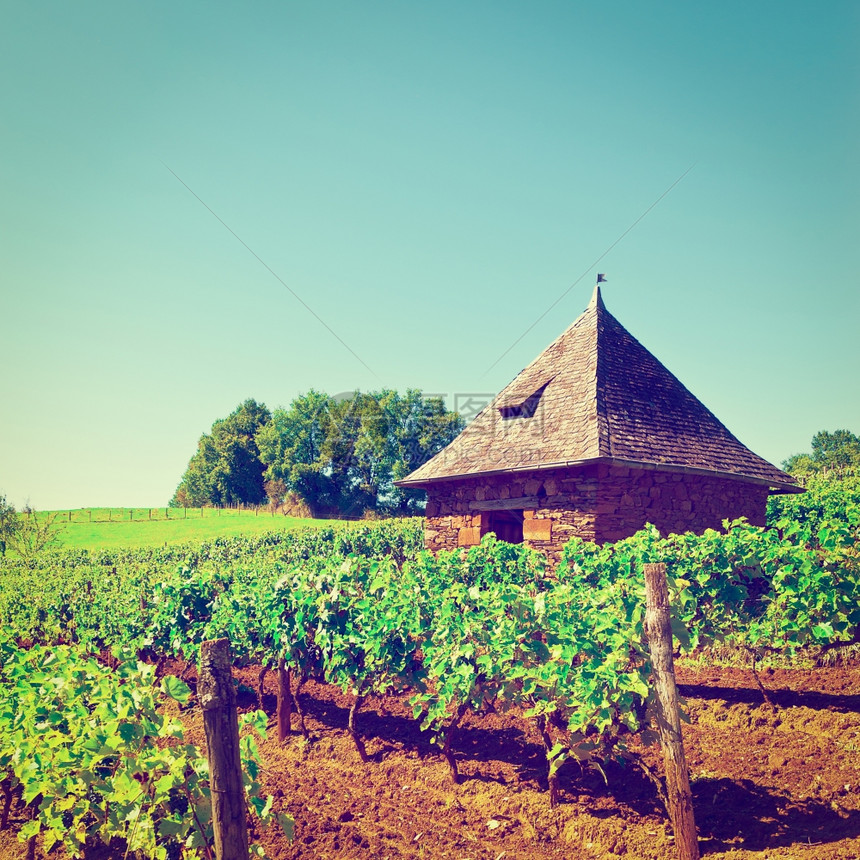 法国秋天成熟的黑葡萄复古风格的色调图片图片