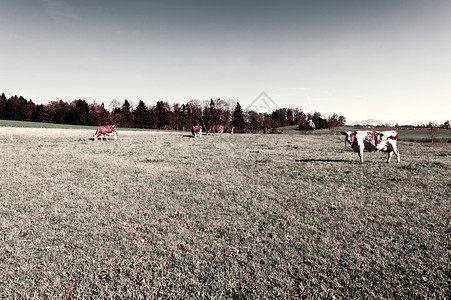 瑞士绿草牧牛群图片