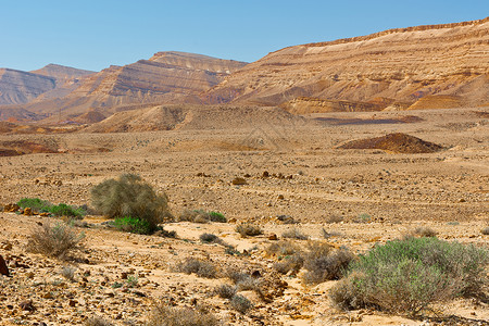 以色列内盖夫沙漠绿色植物图片