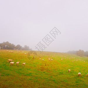 法国阿尔卑斯山草地牧羊早起薄雾古典风格图案照片图片
