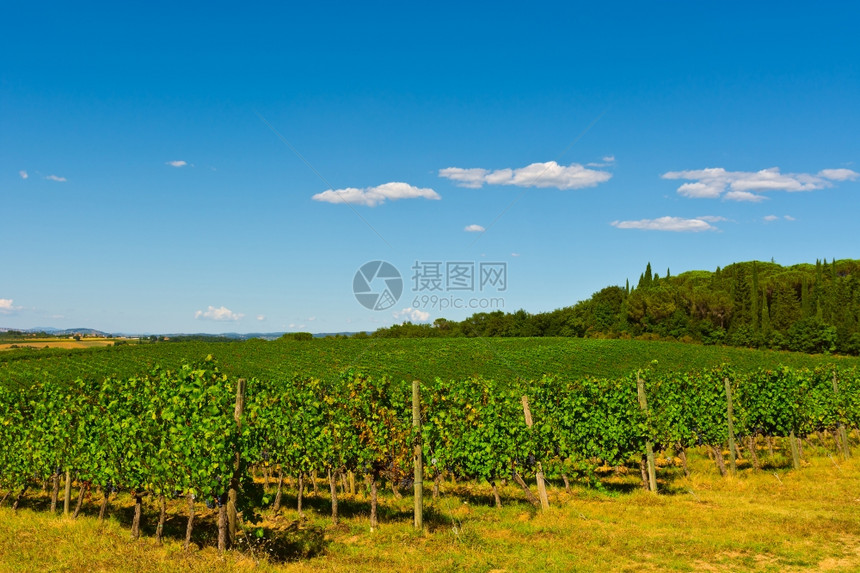 意大利Chianti地区托斯卡纳山和葡萄园图片