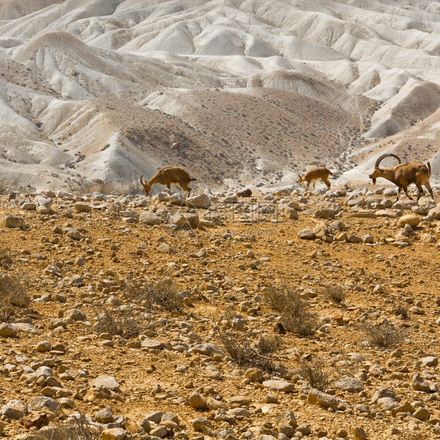 以色列内盖夫沙漠洛基山丘的冰石图片
