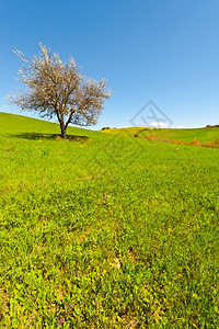由托斯卡尼山坡草地环绕的鲜花树木和农庄图片