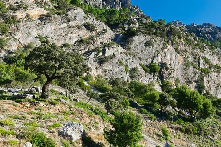 西班牙山坡上森林图片