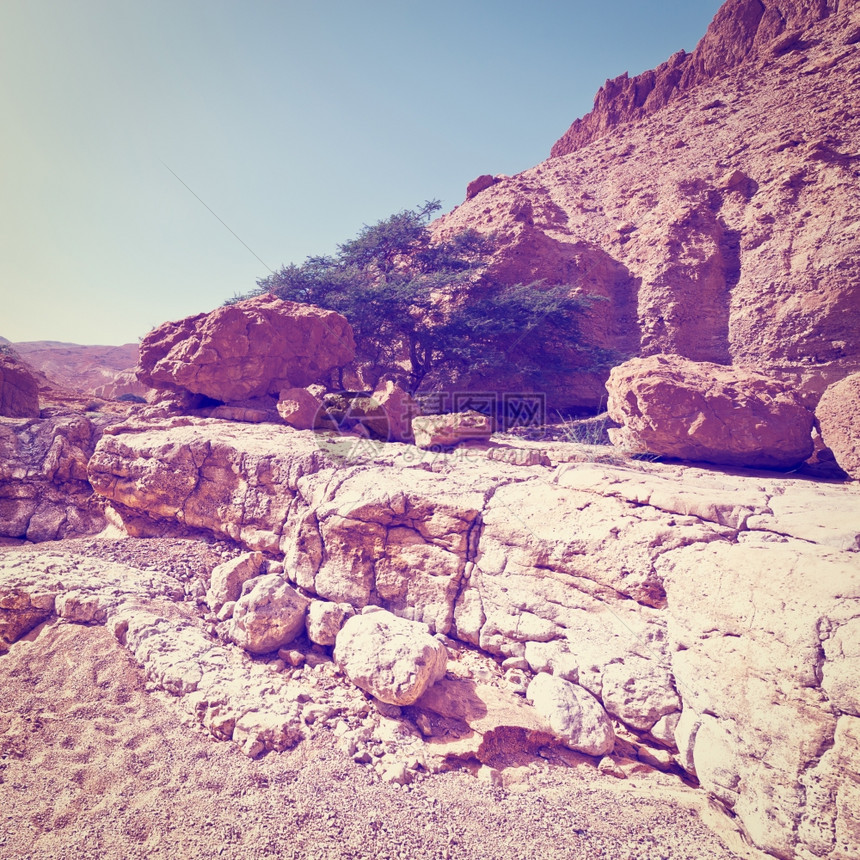 以色列春天的洛基沙漠峡谷绿树Instagram效应图片