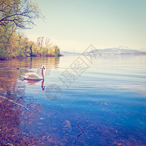 瑞士Zuger湖上的白天鹅Instagram效应图片