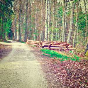 森林道路和堆积的木头图片