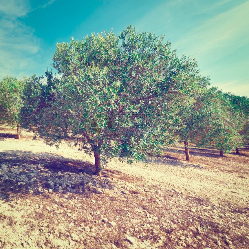 OliveGrove在西班牙坎塔布里安山脉Instagram效应图片