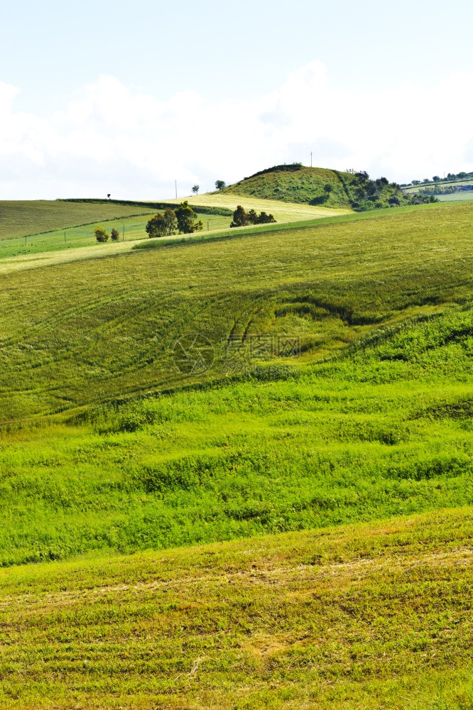 西里山丘上的小麦田地图片