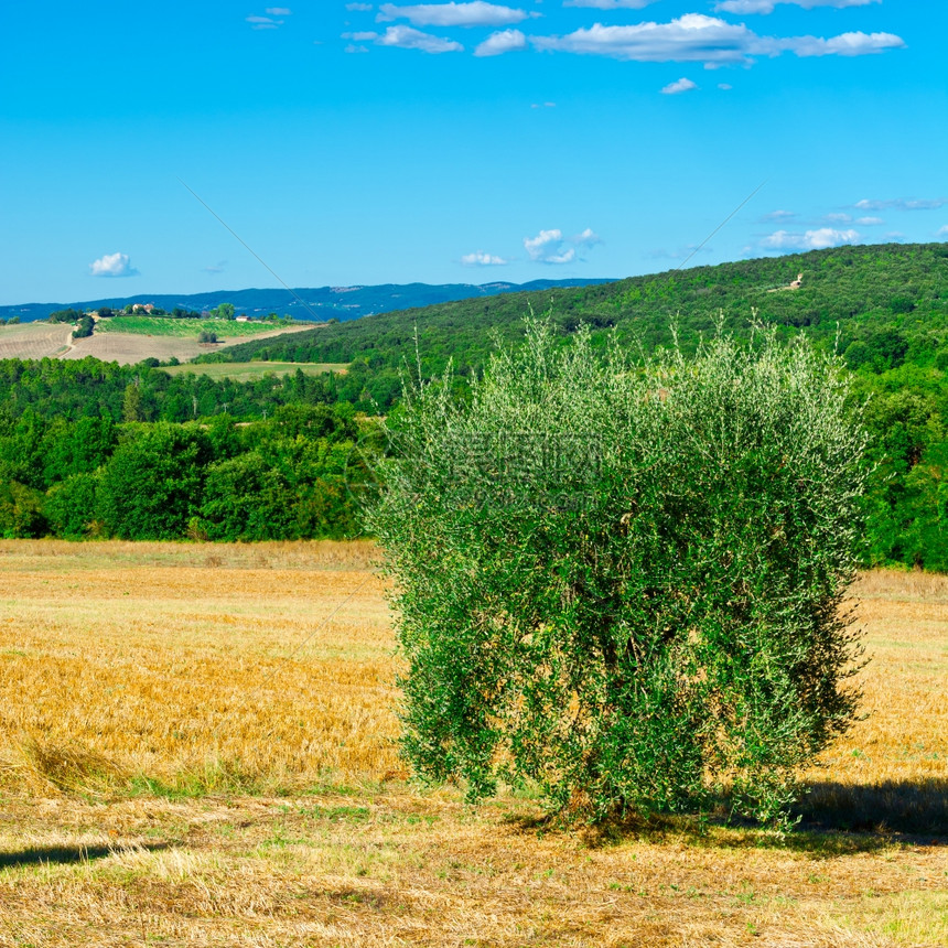意大利Chianti地区橄榄树图片