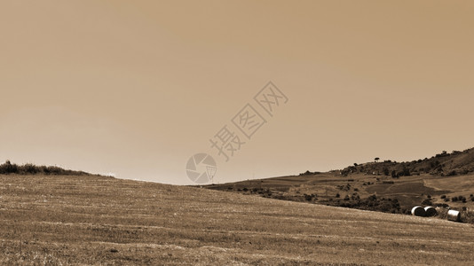 西里山上的小麦田和橄榄园图片