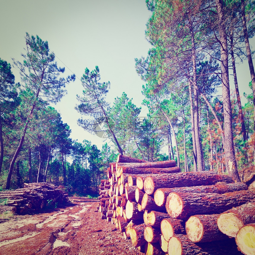 葡萄牙森林的伐木Instagram效应图片
