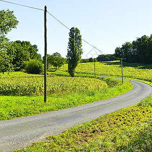法国玉米种植园之间图片