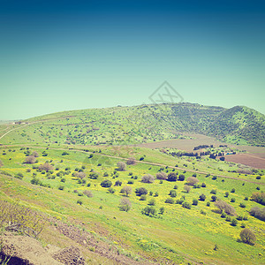 戈兰高地的草早春Instagram效应图片