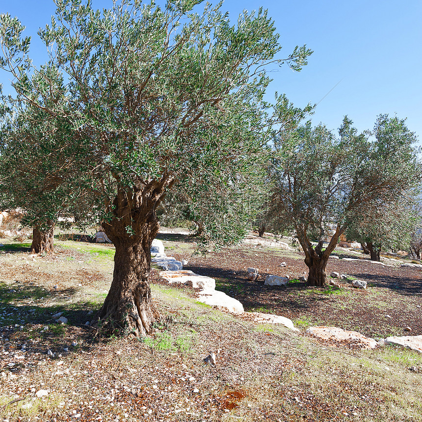 以色列的橄榄园图片