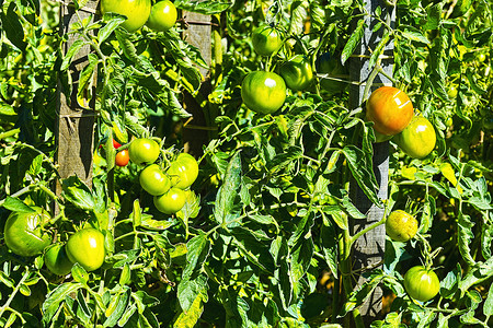 法国村个人草地上的蔬菜园番茄高清图片