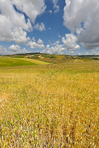 西里山上的小麦田地图片