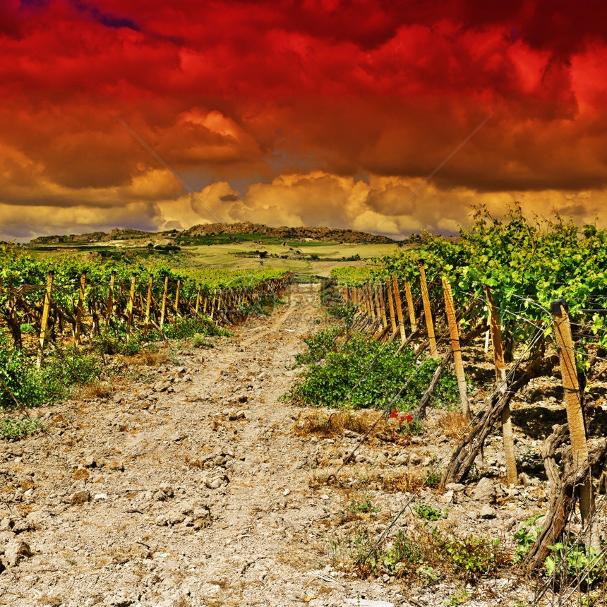 西里山日落的葡萄园图片