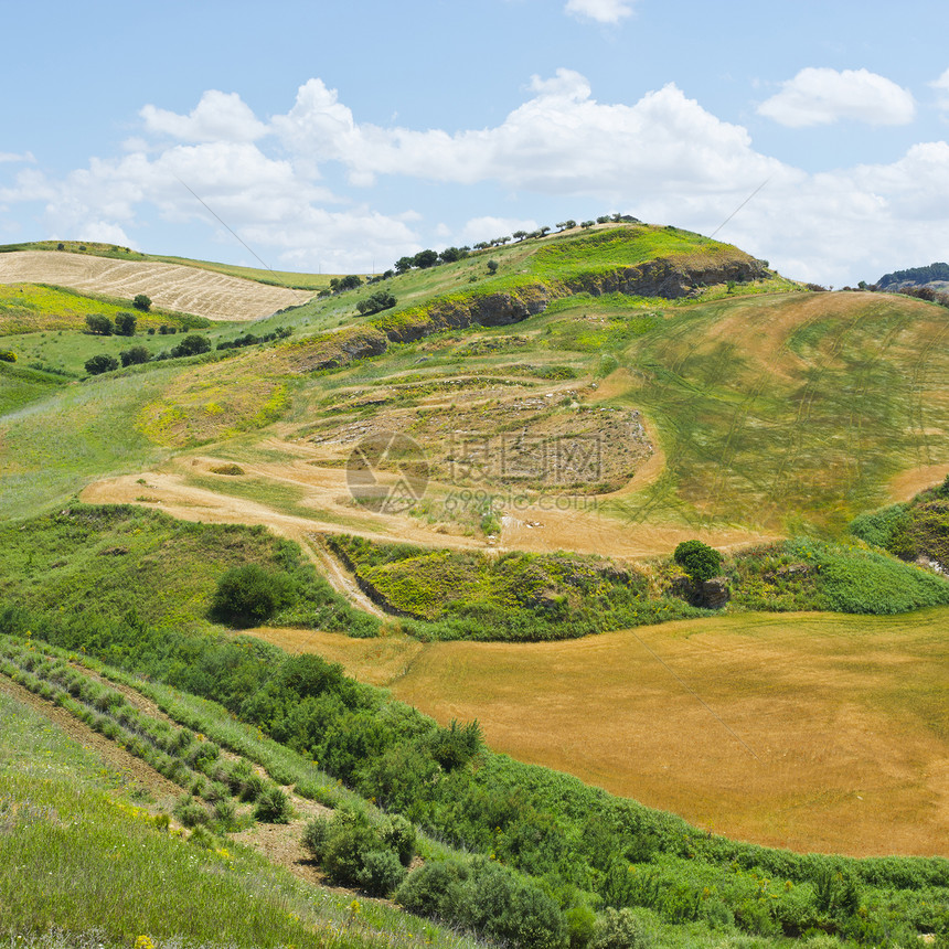 西里山丘上的小麦田图片