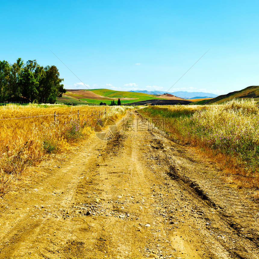 西里山小麦田之间的泥土路图片