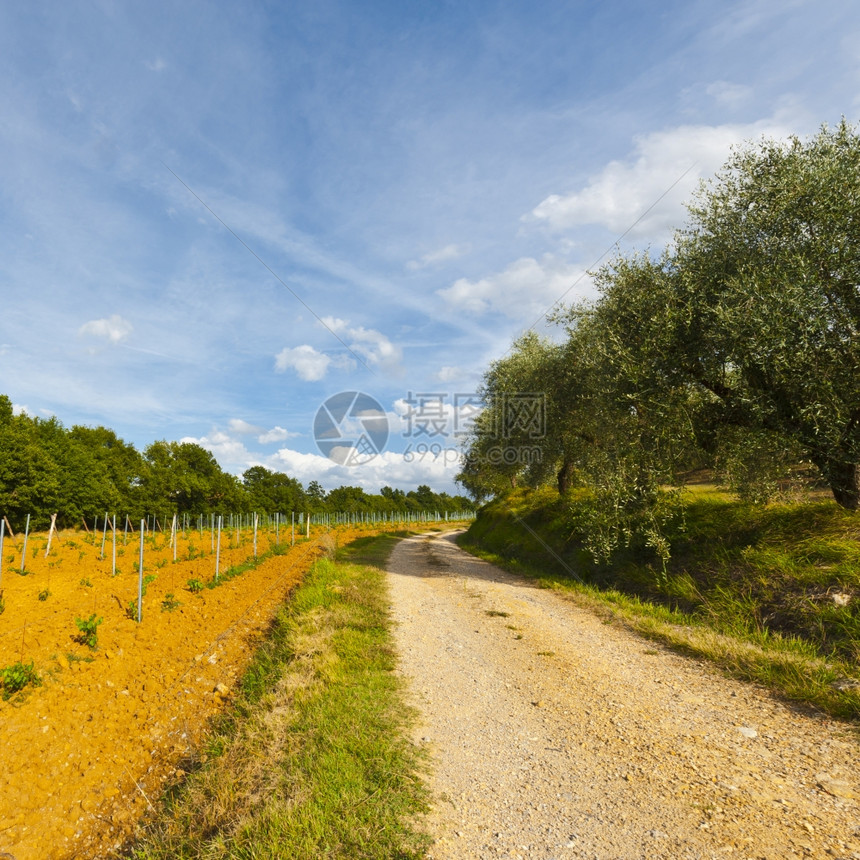 意大利葡萄园和橄榄树之间的泥土路图片