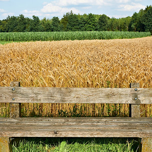 打击德国巴伐利亚小麦和玉米田背景的木座图片