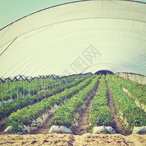葡萄牙温室中的草莓床Instagram效应图片